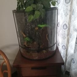 https://offerup.com/redirect/?o=R2xhc3MuY2FzZQ== Where U Put Jackson Chameleon In Its Beautiful 