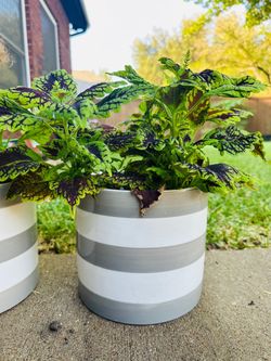 Coleus plant available in ceramic pot