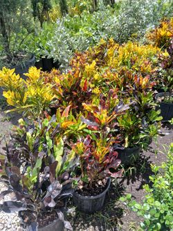 Croton hedges 3gl $8