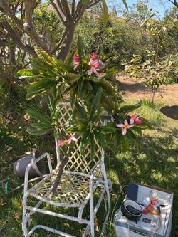 Large fresh Plumeria cutting Pink. Large multiple branches. Awesome instant tree