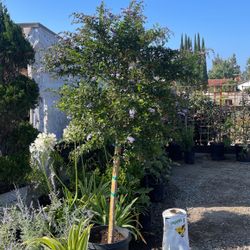 Durantha Patio Tree 