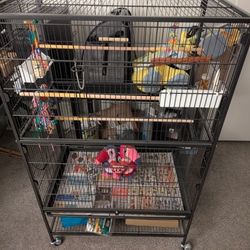 Let Bird Starter Kit!