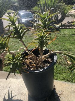 Aloe Vera