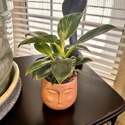 Live Birkin Philodendron Plant With Ceramic Face Pot (Please Read Full Description) 