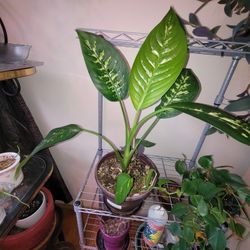 Dumbcane, Pothos, Purple Heart 