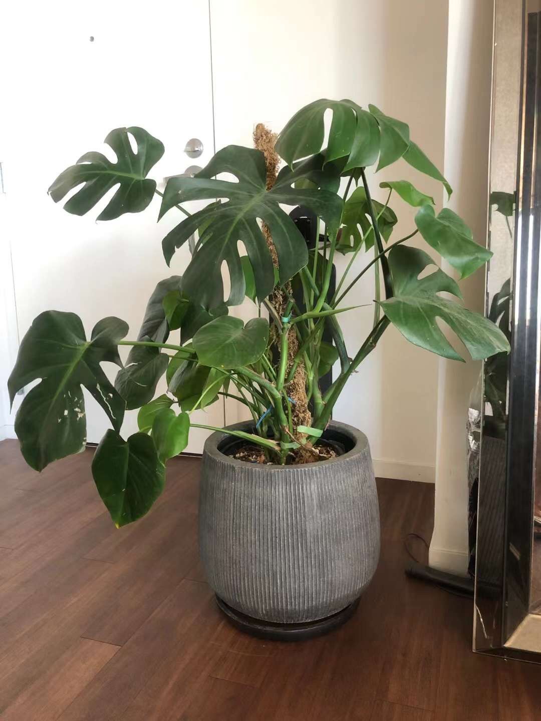 Monstera Plant for Sale in Sacramento, CA OfferUp