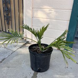 Palm