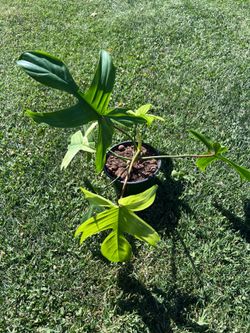 Philodendron Florida ghost