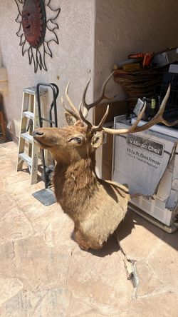 Elk Mount