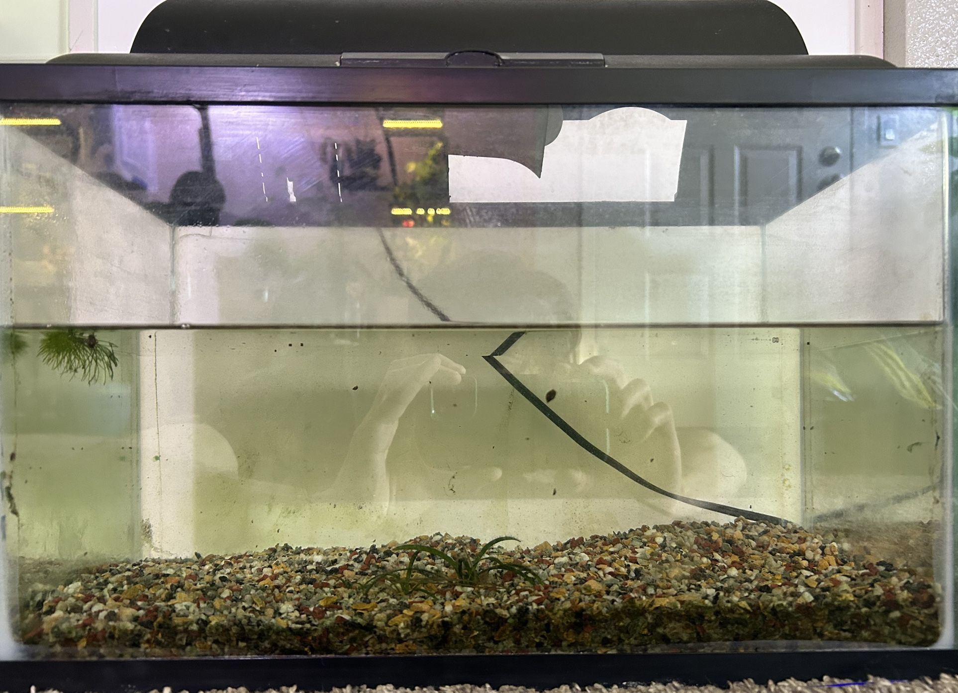 5 Gallon Aquarium with Lid/Light