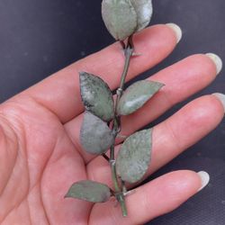 Hoya lacunosa violet