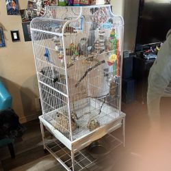 Bird Cage