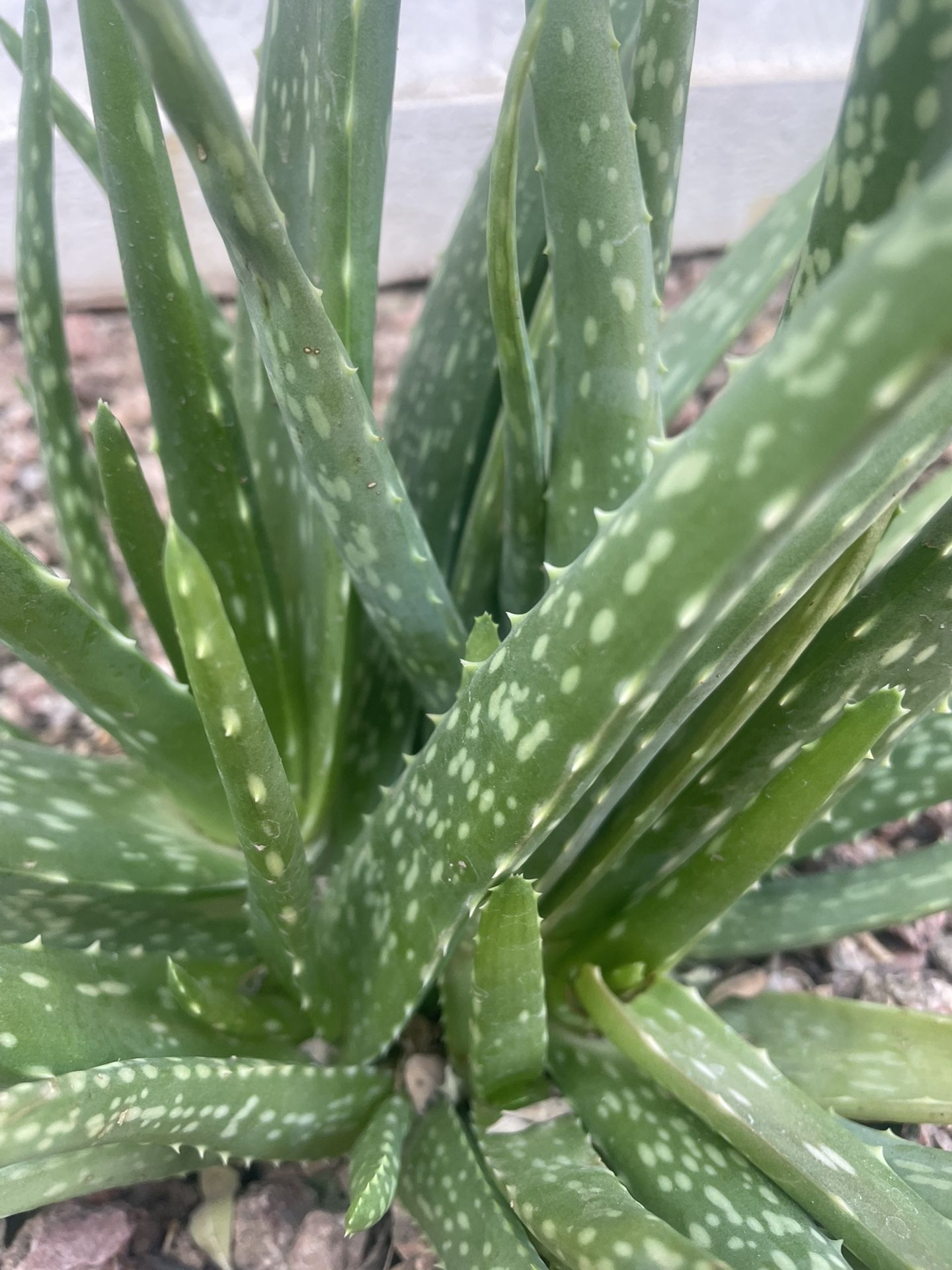 aloe
