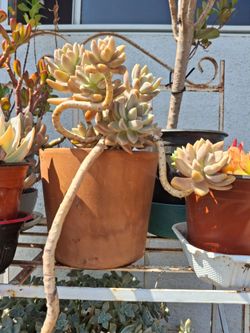 Pretty Succulent for sale in a 7 in terracotta pot
