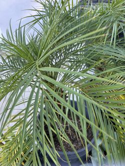 Pygmy   Palm  