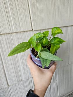 Cebu blue and Global Green Pothos plant mix