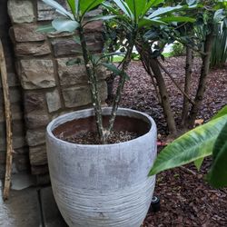 Plumeria Obtusa 3 1/2ft Tall 