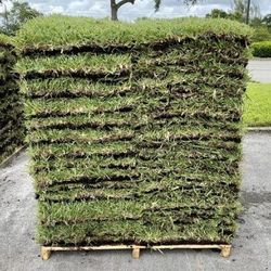 Fresh Sod