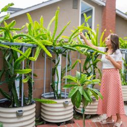 Dragon Fruit Tree Fresh Cutting