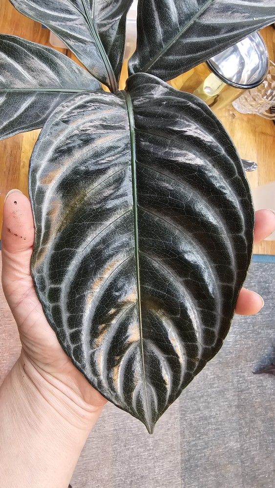 Aphelandra Squarrosa Nova Fuego