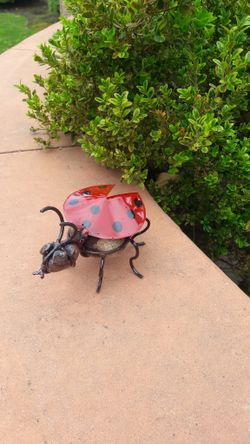 Lady bug