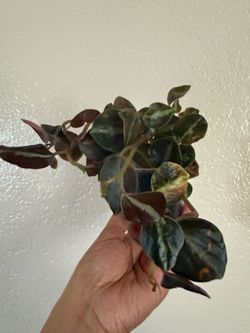 orange macron peperomia
