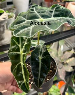 3 plants- one price