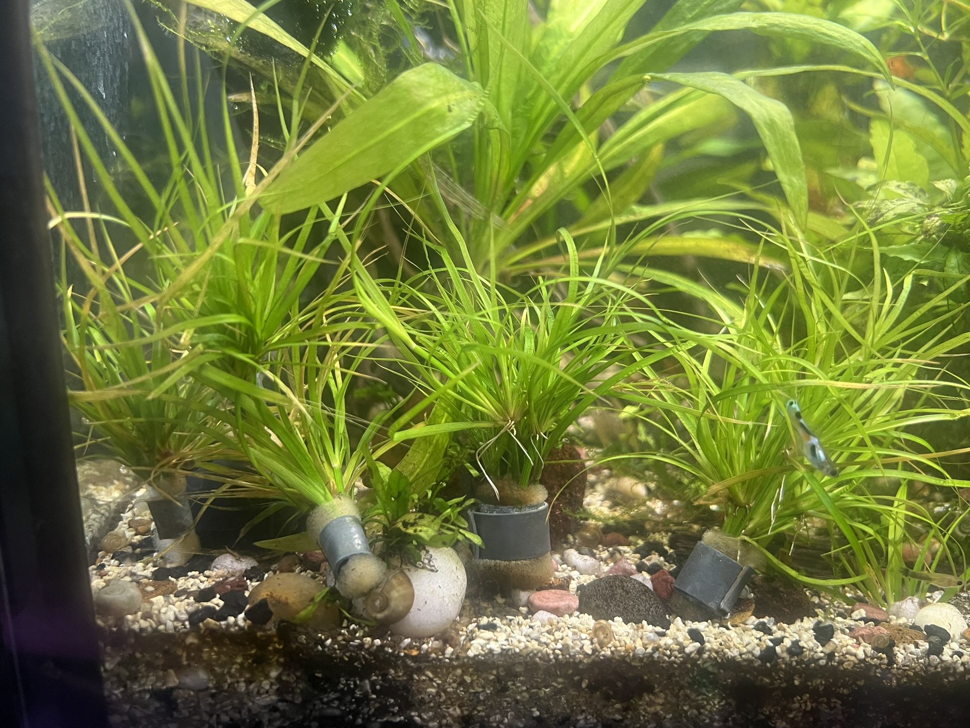 Aquatic Plants For Fish Tanks And Aquariums 