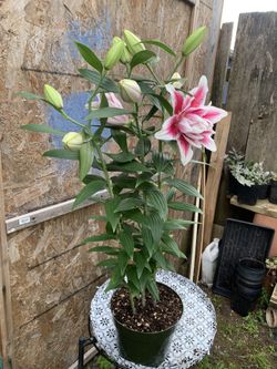 Outdoor Plant