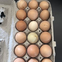 Fresh organic eggs
