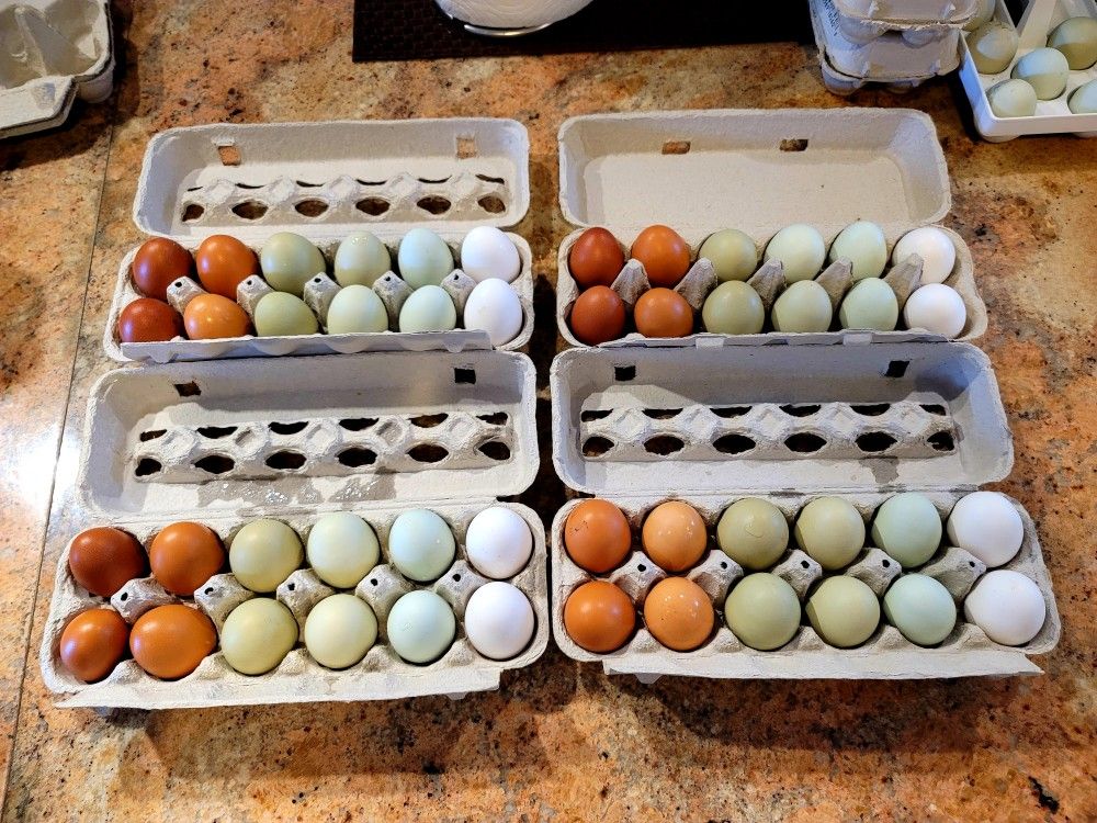 Fresh Eggs Colorful Dozen