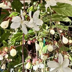 Chains Of Glory Plant Clerodendrum smithianum Dạ Ngọc Minh Châu