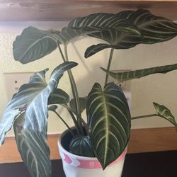 $14 Each Beautiful Plant 