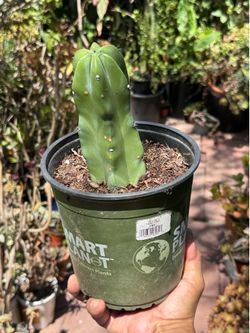 Blue Myrtle Cactus