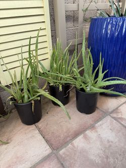 Aloe Vera Plants