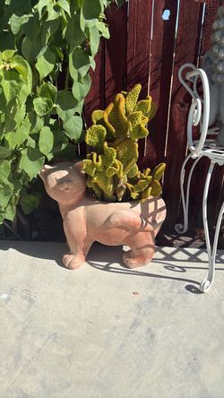 Cactus with cat pot