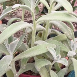 Kalanchoe Tomentos  Succulent.