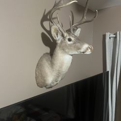 Deer Head