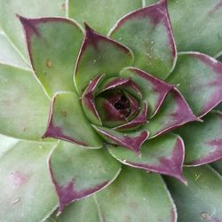 Succulent: "hens n chicks" for sale