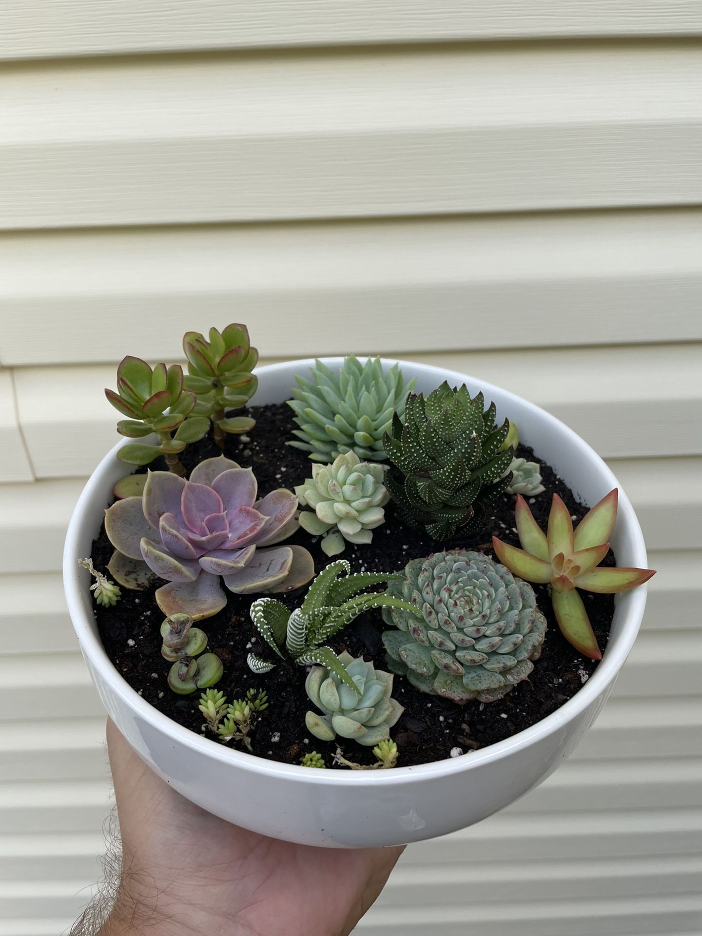 Succulents in 10” ceramics pot