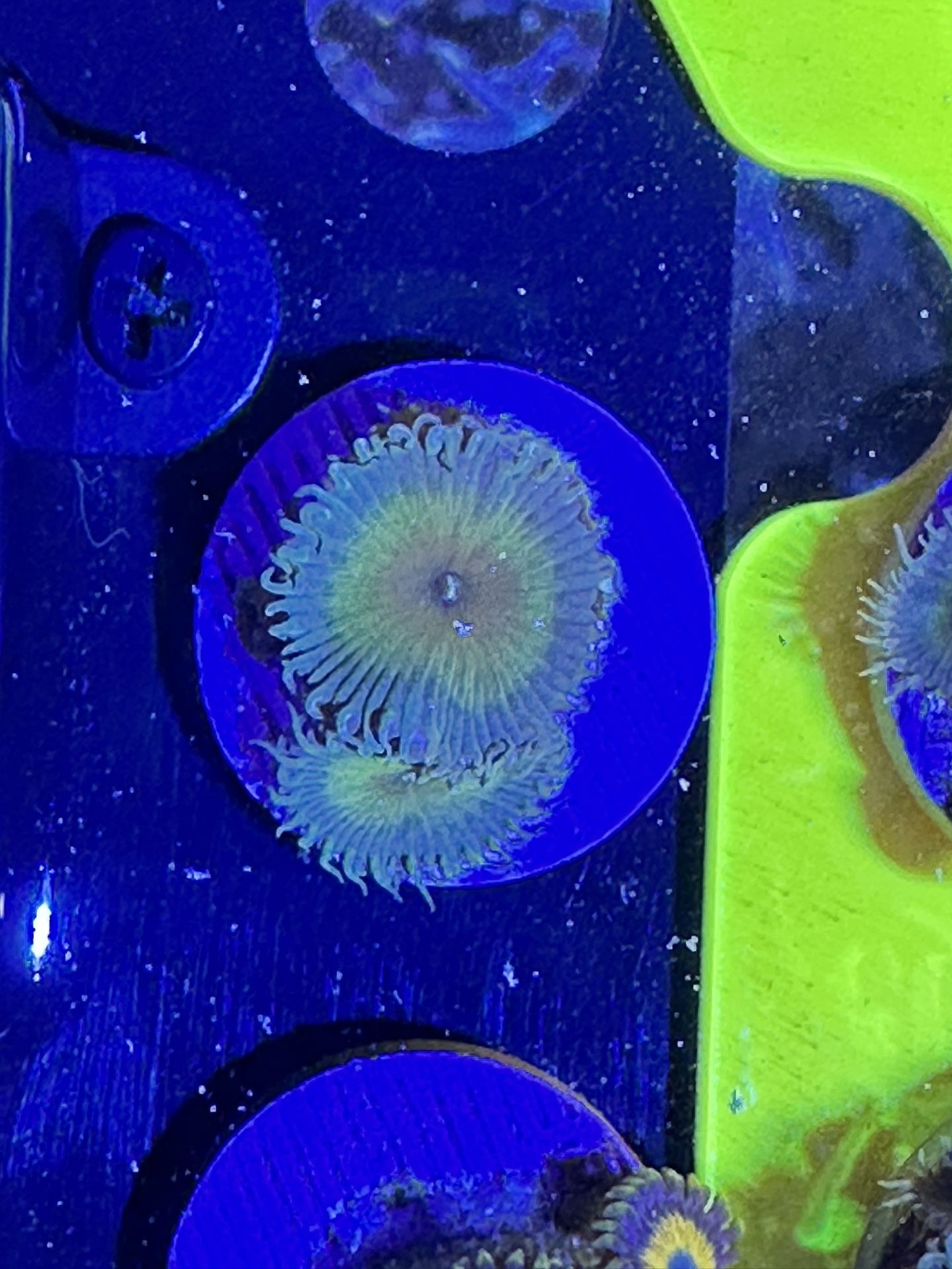 Captain Jerk Palythoa – Large Polyps & Soft Pastel Coloration