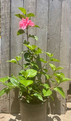 Obelisco / hibiscos
