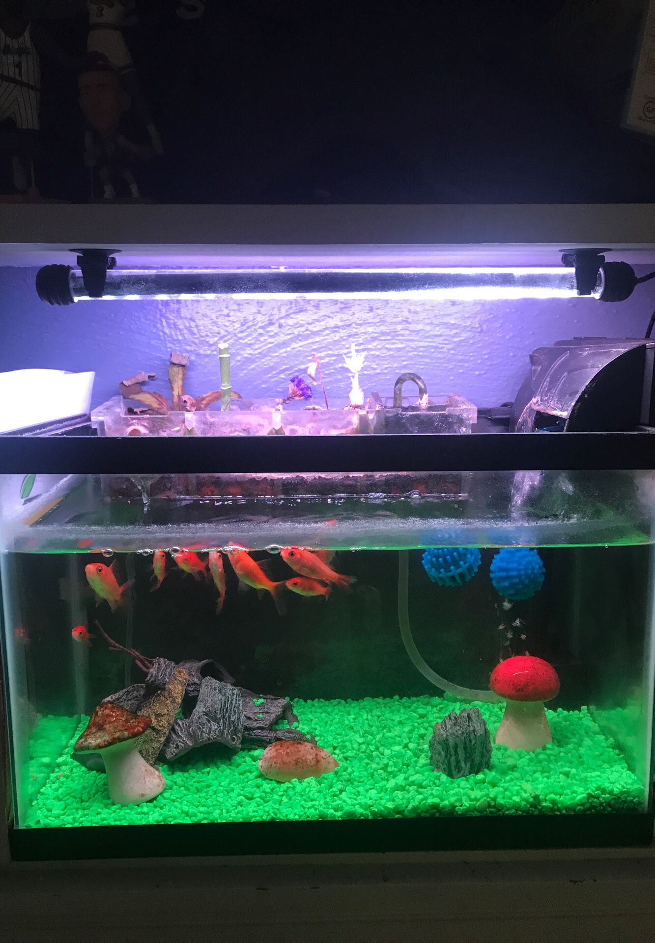 10 gallon aquaponics fish tank