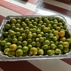 Freshly  Picked Kalamansi Fruit