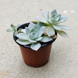 Succulents plants 🪴 