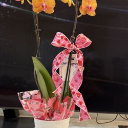 Premium Orchid Plant Gift Pack