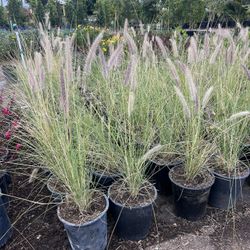 Green Fountain Grass