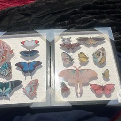 a Stupell Industries Vintage Butterflies & Moths Framed Art Print Set. 