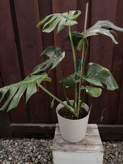 Mysteria Spotsylvania Monstera