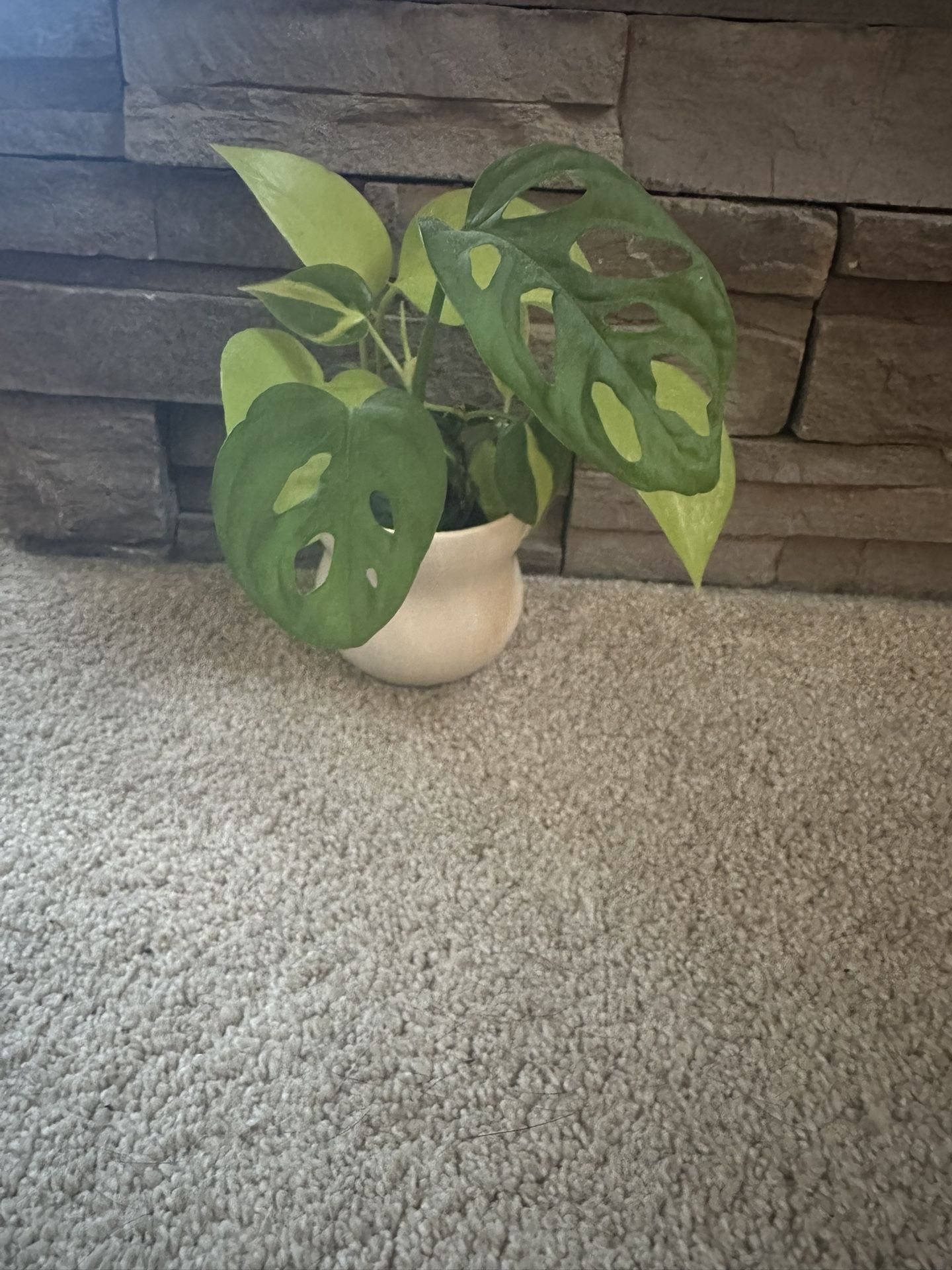Beautiful Plant With Pot Included. Neon Pothos, Brazilian Philodendrons and Monstera Andansonni